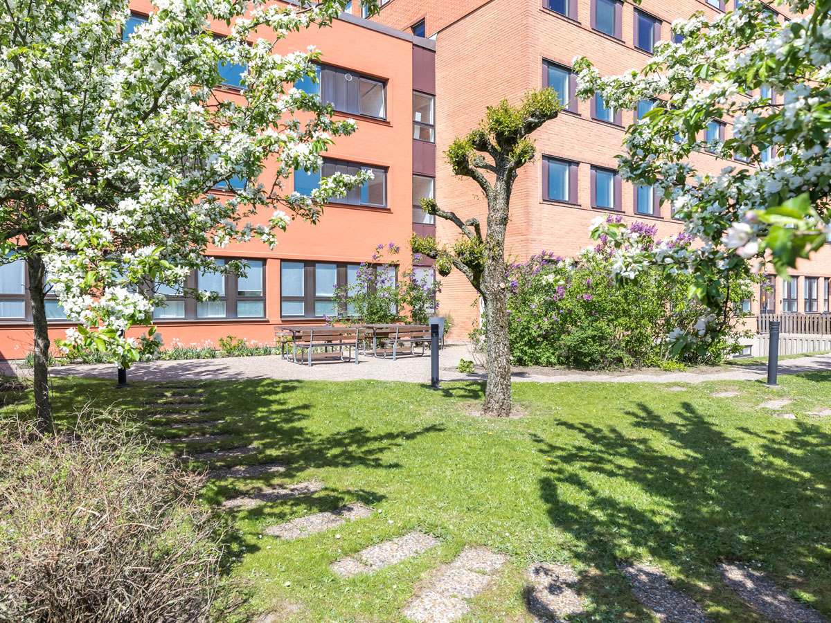 Grönytor – livliga oaser i stadsmiljön